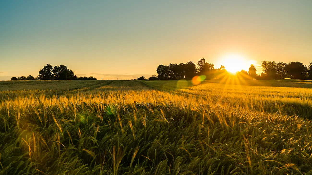 Abierto el plazo de inscripción para el Máster de formación permanente en Dirección y Gestión de Cooperativas Agroalimentarias